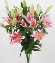  �i�ek�ilik ucuz �i�ek g�nder  5 Pembe lilyum kazablanka buket �i�ek modeli