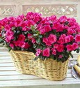  dikmen �i�ek�ilik �i�ek�i ma�azas� online Iki adet a�elya sepette