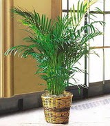  Ankara yenimahalle �i�ek�ilik �i�ek sipari�i vermek k�z�lay  Areca Palm ithal kaliteli
