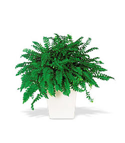  Ankara ke�i�ren �i�ek�ilik online �i�ek g�nderme sipari� eryaman  Decorative Fern ask merdiveni
