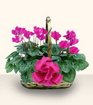  hediye �i�ek�ilik cicek , cicekci bat�kent Double Cyclamen sepette