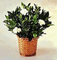  Ankara ma�aza �i�ek�ilik 14 �ubat sevgililer g�n� �i�ek ke�i�ren  Gardenia Plant ithal saksi