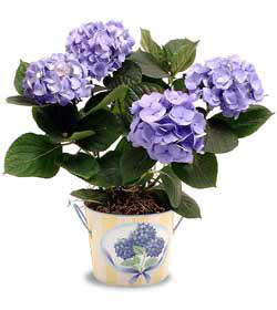  �i�ek�ilik anneler g�n� �i�ek yolla bilkent  Hydrangea Plant ortanca