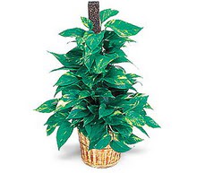  bat�kent �i�ek�ilik hediye sevgilime hediye �i�ek konutkent  Golden Pothos ithal saksi
