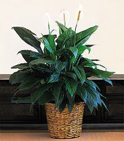  Ankara hacettepe �i�ek�ilik �i�ek online �i�ek sipari�i �ayyolu  Large Spathiphyllum