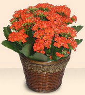  �i�ek�ilik �i�ek servisi , �i�ek�i adresleri g�lba��  Large Kalanchoe in Basket