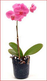  Ankara g�lba�� �i�ek�ilik �i�ek ma�azas� , �i�ek�i adresleri incek  Phalaenopsis Orchid Plant