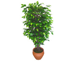 Ficus Benjamin 1,50 cm   �i�ek�ilik anneler g�n� �i�ek yolla bilkent 