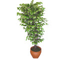 Ficus zel Starlight 1,75 cm   hediye iekilik cicek , cicekci batkent