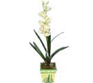 zel Yapay Orkide Beyaz   online ieki , iek siparii yenimahalle 