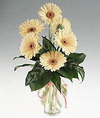  Ankara sevgilime cicekciler , cicek siparisi ke�i�ren  vazo i�erisinde 11 adet gerbera �i�egi