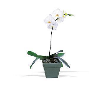 orkide saksi iegi  Ankara sevgilime cicekciler , cicek siparisi keiren 