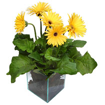 9 adet gerbera �i�egi ve cam tanzim  hediye �i�ek�ilik cicek , cicekci bat�kent