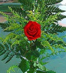 1 adet kirmizi g�l buketi   Ankara yenimahalle �i�ek�ilik �i�ek sipari�i vermek k�z�lay 