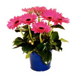 vazo i�erisinde gerbera �i�ekleri   Ankara ke�i�ren �i�ek�ilik online �i�ek g�nderme sipari� eryaman 