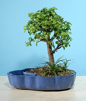  Ankara ma�aza �i�ek�ilik 14 �ubat sevgililer g�n� �i�ek ke�i�ren  Bonsai 6 yas civari