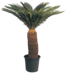  �ankaya �i�ek�ilik hediye �i�ek yolla  CYCAS ORTA B�Y�KL�KTE