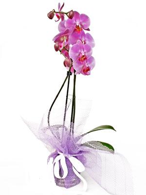  çiçekçilik anneler günü çiçek yolla bilkent  Kaliteli ithal saksida orkide