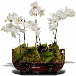  Ankara balgat çiçekçilik çiçek , çiçekçi , çiçekçilik  Sepet içerisinde saksi canli 3 adet orkide