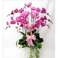  Ankara sevgilime cicekciler , cicek siparisi keçiören  3 adet saksi orkide  - ithal cins -
