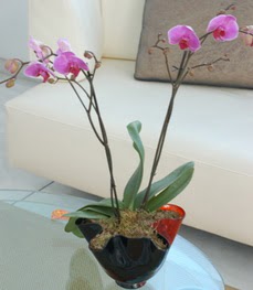  dikmen çiçekçilik çiçekçi mağazası online tek dal ikili orkide saksi çiçegi