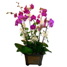  hediye çiçekçilik cicek , cicekci batıkent 4 adet orkide çiçegi