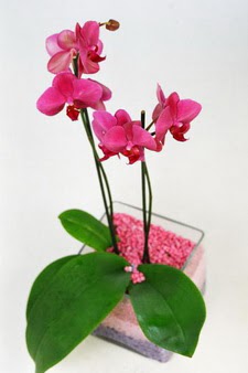  dikmen çiçekçilik çiçekçi mağazası online tek dal cam yada mika vazo içerisinde orkide