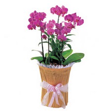  Ankara yenimahalle çiçekçilik çiçek siparişi vermek kızılay  saksi iiçerisinde 3 dal orkide