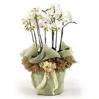  Ankara oran çiçekçilik çiçek siparişi sitesi ucuz çiçekleri  3 dal orkide , saksi çiçegi , 3 kök orkide