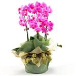  Ankara çiçekçilik İnternetten çiçek siparişi   2 dal orkide , 2 köklü orkide - saksi çiçegidir