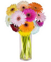  Ankara eryaman �i�ek�ilik internetten �i�ek sipari�i dikmen  Farkli renklerde 15 adet gerbera �i�egi
