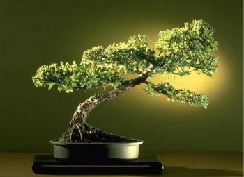 ithal bonsai saksi iegi  dikmen iekilik ieki maazas online