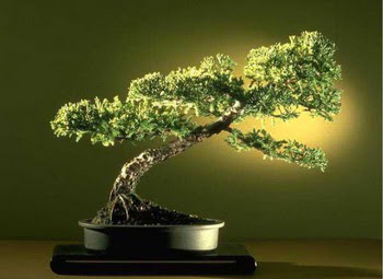 ithal bonsai saksi �i�egi  dikmen �i�ek�ilik �i�ek�i ma�azas� online
