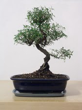 ithal bonsai saksi �i�egi  Ankara yenimahalle �i�ek�ilik �i�ek sipari�i vermek k�z�lay 