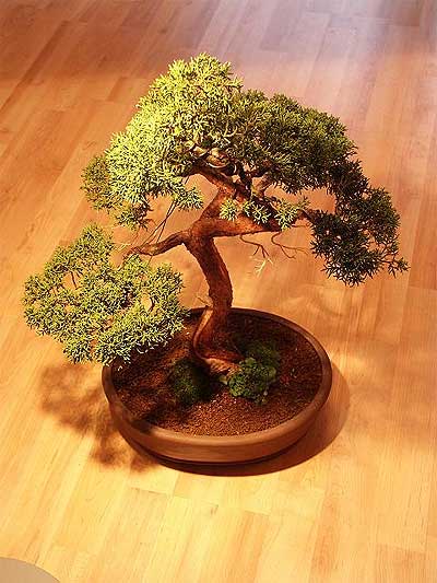 ithal bonsai saksi �i�egi  Ankara g�lba�� �i�ek�ilik �i�ek ma�azas� , �i�ek�i adresleri incek 