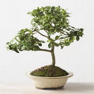 ithal bonsai saksi iegi  Ankara hacettepe iekilik iek online iek siparii ayyolu 