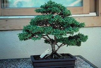 ithal bonsai saksi �i�egi  Ankara ma�aza �i�ek�ilik 14 �ubat sevgililer g�n� �i�ek ke�i�ren 