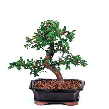 ithal bonsai saksi �i�egi  Ankara yenimahalle �i�ek�ilik �i�ek sipari�i vermek k�z�lay 