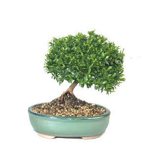 ithal bonsai saksi �i�egi  Ankara sevgilime cicekciler , cicek siparisi ke�i�ren 