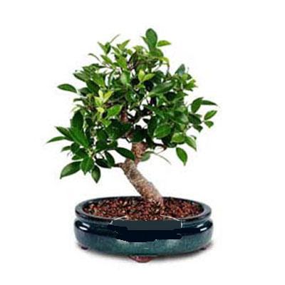 ithal bonsai saksi �i�egi  Ankara oran �i�ek�ilik �i�ek sipari�i sitesi ucuz �i�ekleri 
