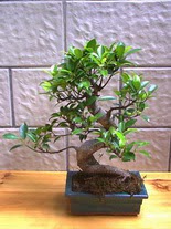 ithal bonsai saksi �i�egi  bat�kent �i�ek�ilik hediye sevgilime hediye �i�ek konutkent 