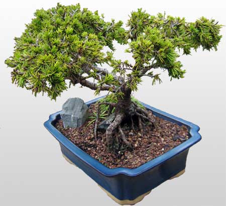 ithal bonsai saksi �i�egi  dikmen �i�ek�ilik �i�ek�i ma�azas� online