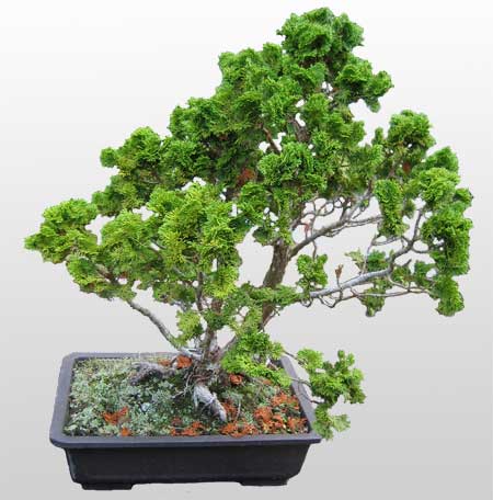 ithal bonsai saksi �i�egi  Ankara �i�ek�ilik �nternetten �i�ek sipari�i  
