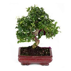 ithal bonsai saksi �i�egi  �i�ek�ilik anneler g�n� �i�ek yolla bilkent 