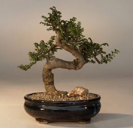ithal bonsai saksi �i�egi  Ankara ma�aza �i�ek�ilik 14 �ubat sevgililer g�n� �i�ek ke�i�ren 