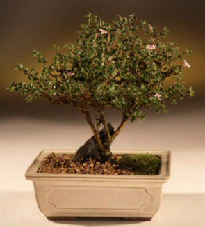 ithal bonsai saksi �i�egi  Ankara g�lba�� �i�ek�ilik �i�ek ma�azas� , �i�ek�i adresleri incek 