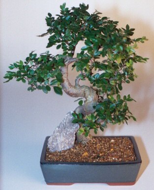  Ankara anatolia �i�ek�ilik �i�ek g�nderme sitemiz g�venlidir  ithal bonsai saksi �i�egi  Ankara oran �i�ek�ilik �i�ek sipari�i sitesi ucuz �i�ekleri 
