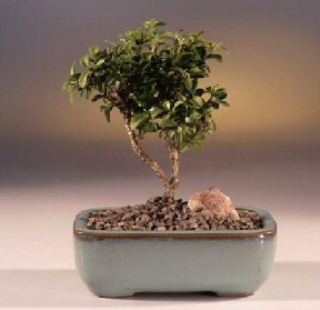  Ankara anatolia ieki iek yolla   ithal bonsai saksi iegi  kavakldere iekilik internetten iek sat balgat