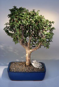  Ankara anatolia �i�ek �i�ek g�nderme  ithal bonsai saksi �i�egi  Ankara �i�ek�ilik �i�ek�iler �ankaya 