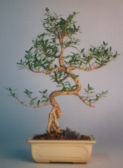  Ankara �i�ek�ilik �i�ek sat���  ithal bonsai saksi �i�egi  Ankara yenimahalle �i�ek�ilik �i�ek sipari�i vermek k�z�lay 